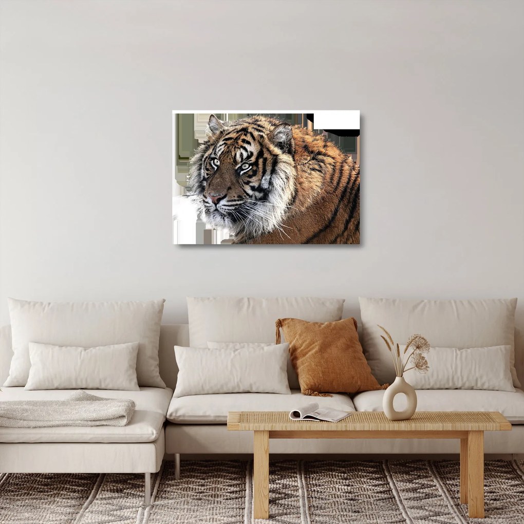 Tigris képe (üvegen) (70x50 cm)