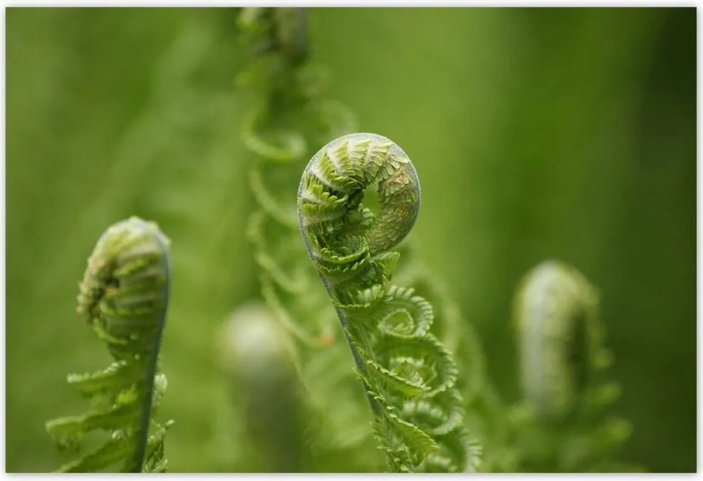 Poszterek 155x105 Páfrányok Erdő Zöld levél