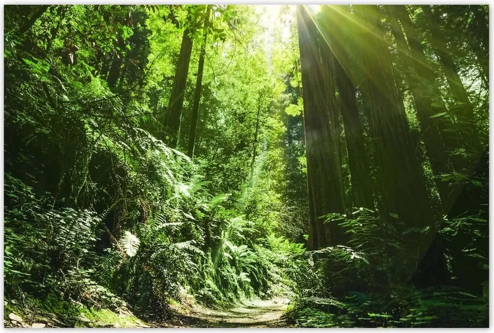 Poszterek 120x80 Varázslatos erdő Tájkép