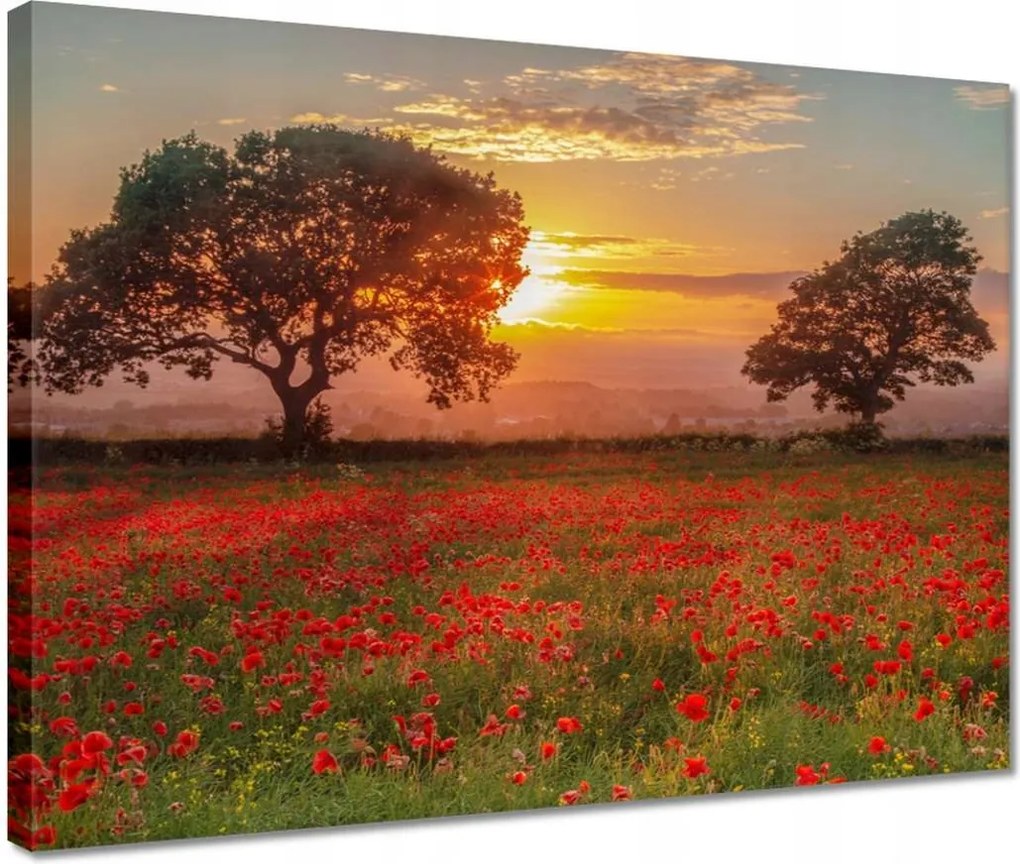 Vászonkép 40x30 Pipacsok a mezőn Tájkép