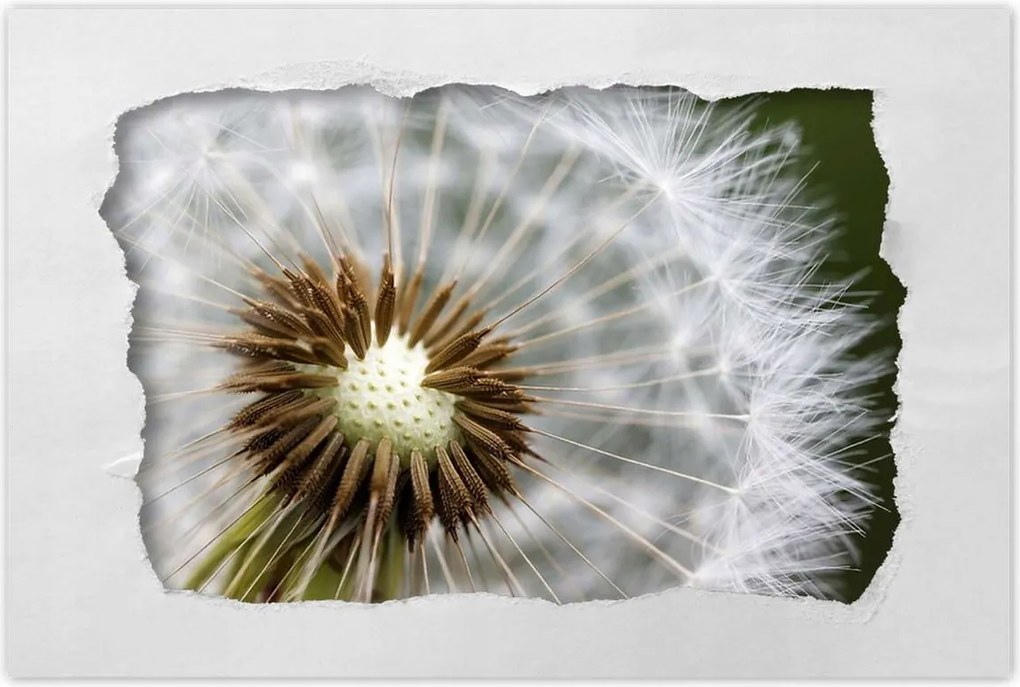 Poszterek 60x40 Pitypang Virág Virágok