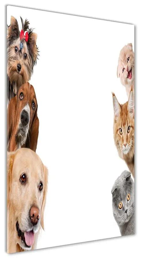 Akril üveg kép Kutyák és macskák pl-oa-60x120-f-104206550