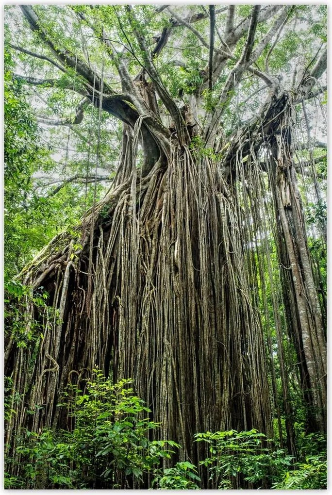 Poszterek 80x120 Tájkép Látvány