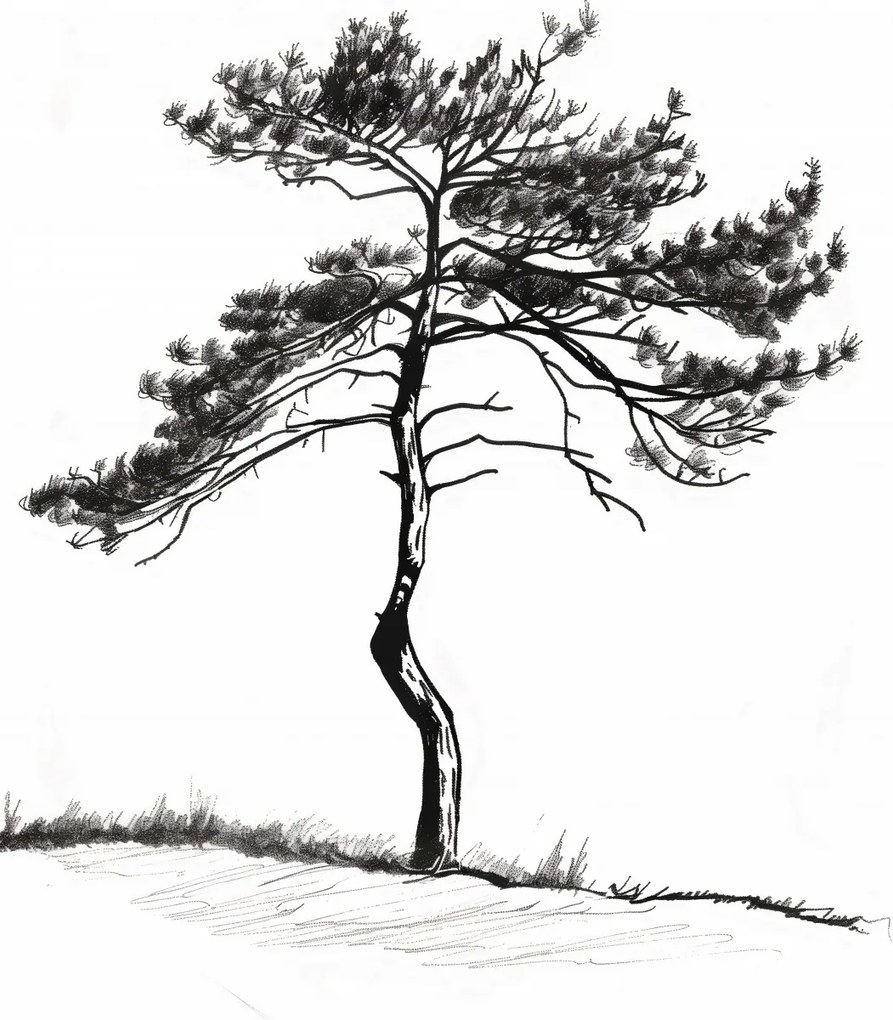 Poszter 42x59,4cm Magányos fenyő