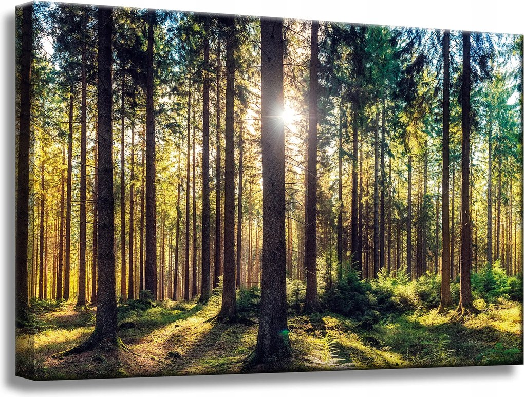 Vászonkép Erdő Nap Fák Tavasz Reggel 60x40 cm