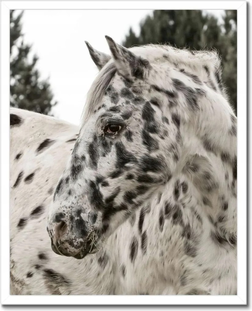 Poszterek keretben 40x50 Almás ló