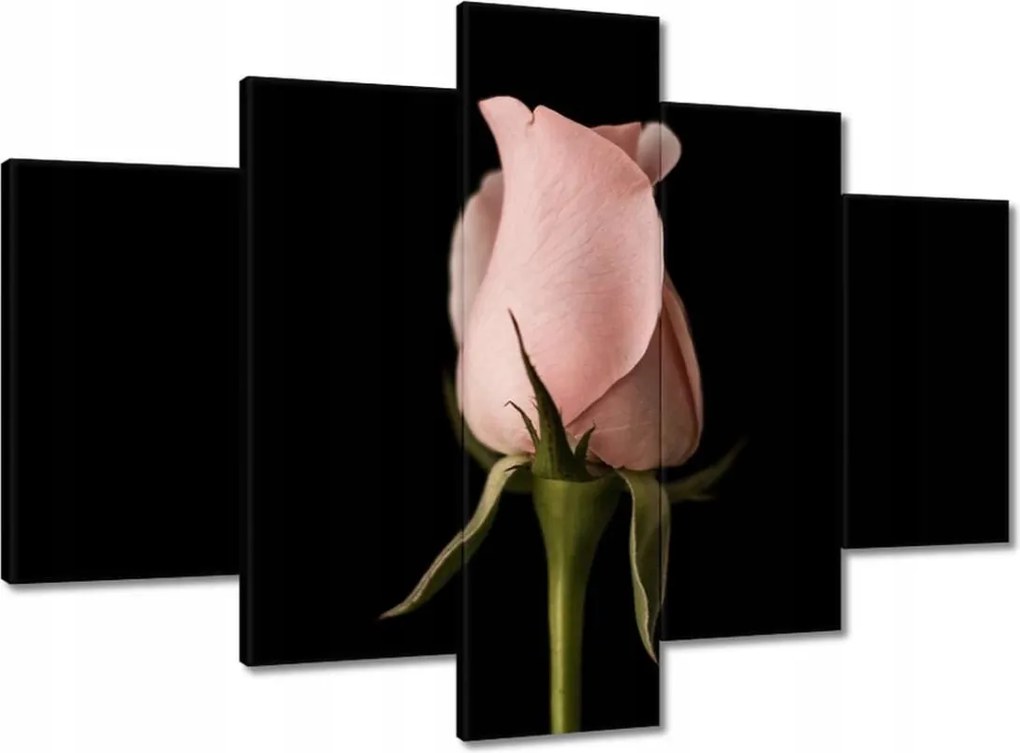 Vászonkép 150x105 Púderrózsaszín rózsa Virág