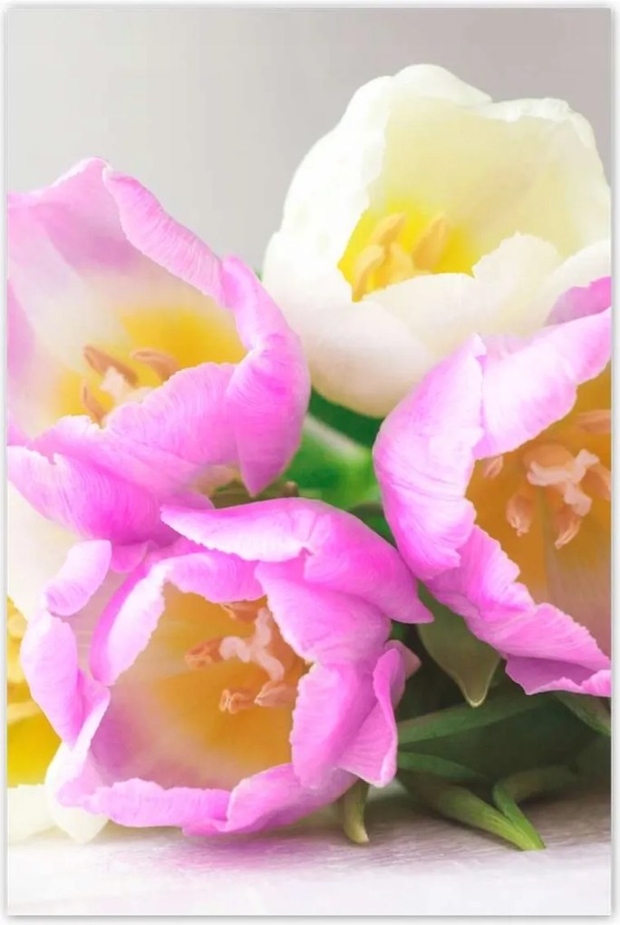 Poszterek 80x120 Finom tulipánok