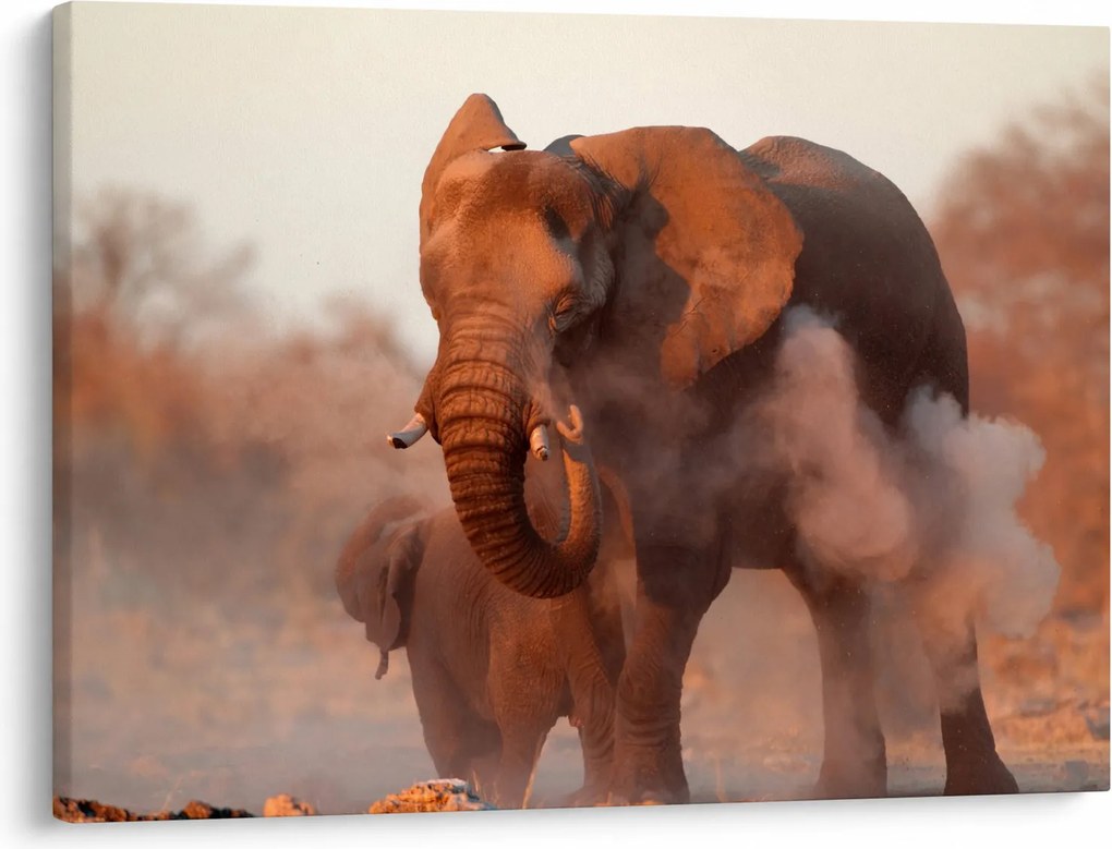 Kép - Nagy afrikai elefánt (70x50 cm)