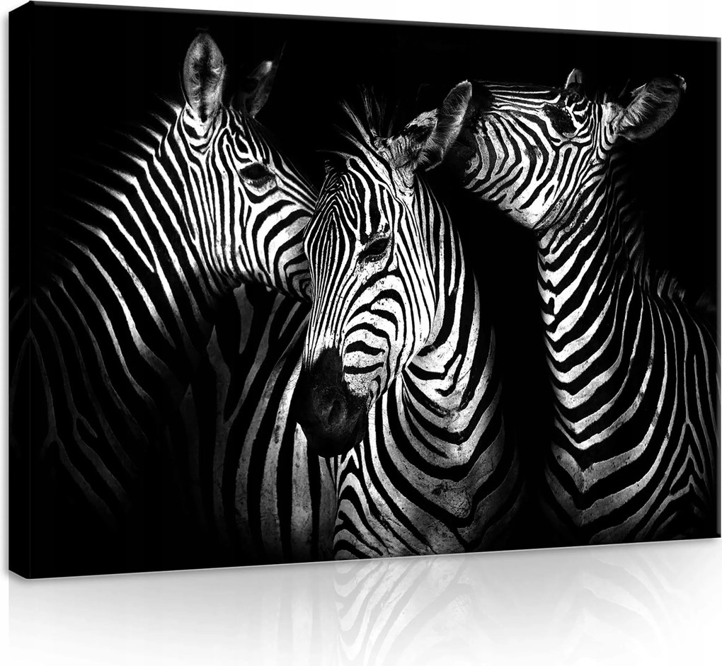 Vászonkép 70x50 Zebra fekete-fehér portré vad természet csíkok kontraszt