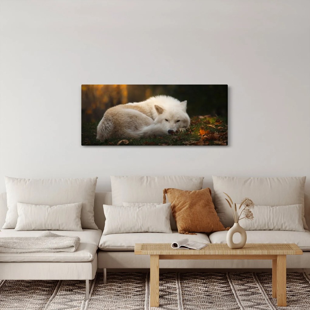 Kép - Pihenő farkas (120x50 cm)