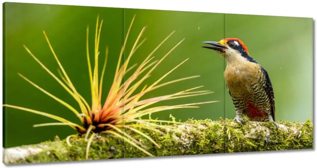 Vászonkép 180x90 Madarak