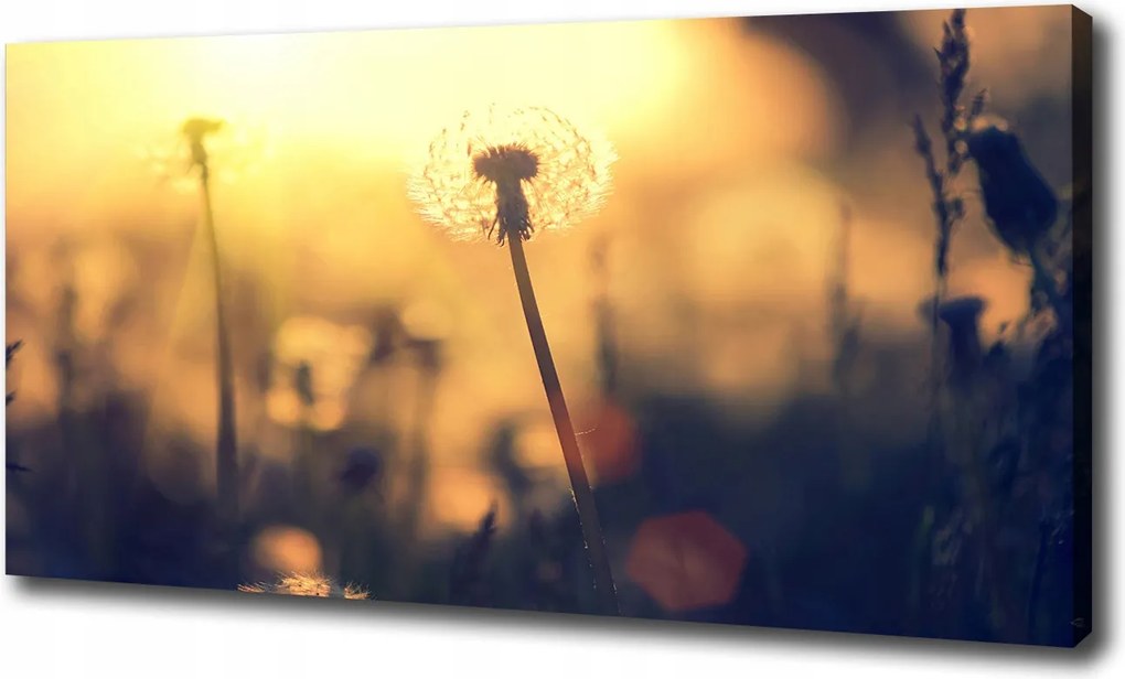 Canvas falikép Pitypang 120x60 cm