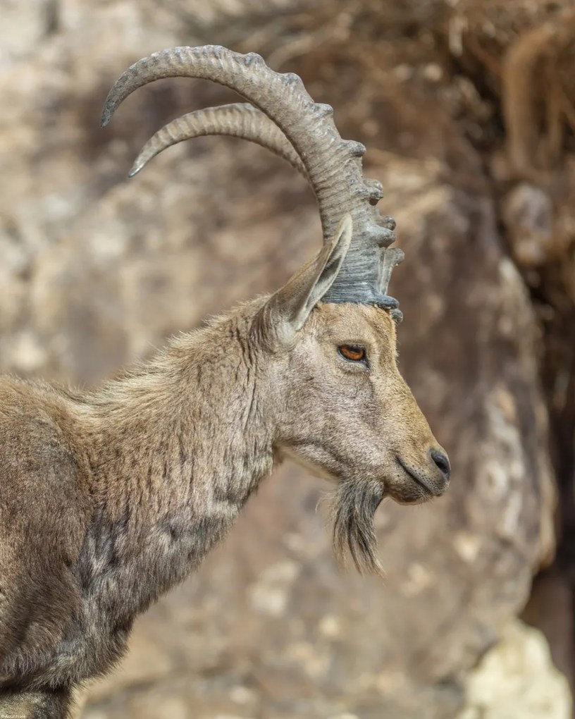 Poszter 40x50cm Nubiana Ibex 6, Assaf Frank