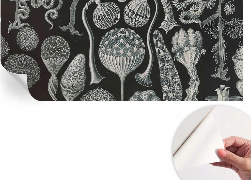 Divatos öntapadós fali tapéta Furnér Varázslatos növények 250x104 cm