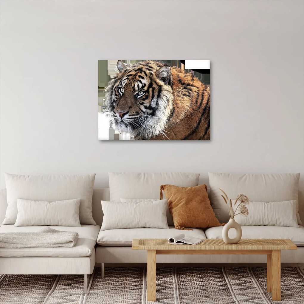 Tigris képe (70x50 cm)