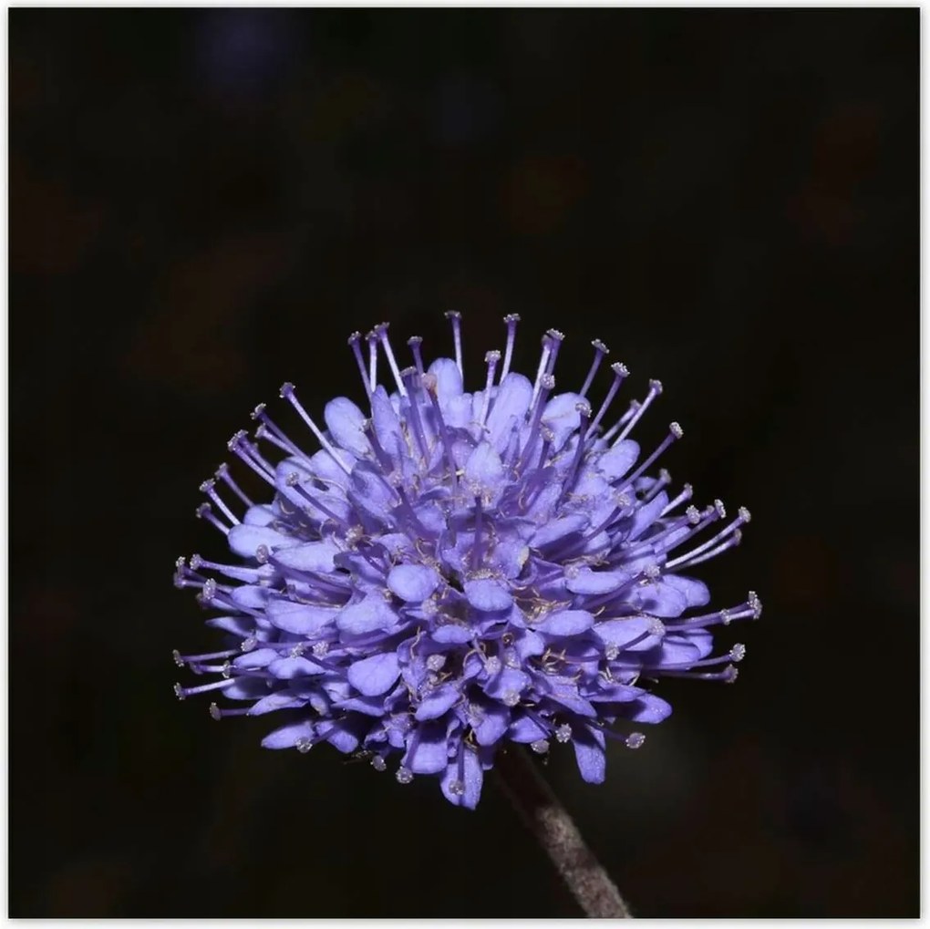 Poszterek 100x100 Nőnap Ajándék Love