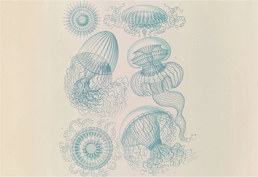 Fotótapéta Flizelina Nappali és Hálószoba Tengeri medúzák 152x104 Ragasztó