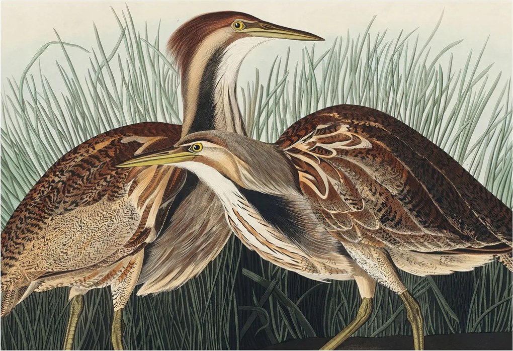 Fotótapéta Flizelin Fali Szett Realisztikus Madarak 152x104 Ragasztóval