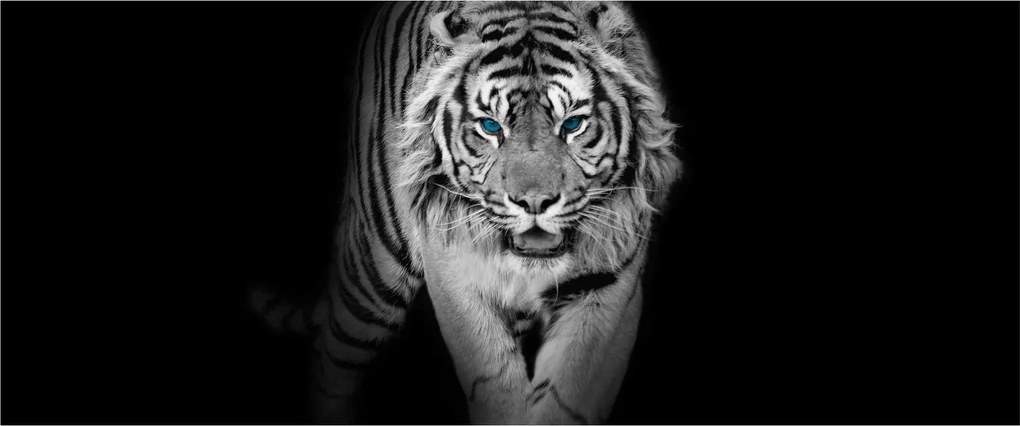 Kép - Tigris kék szemekkel (120x50 cm)