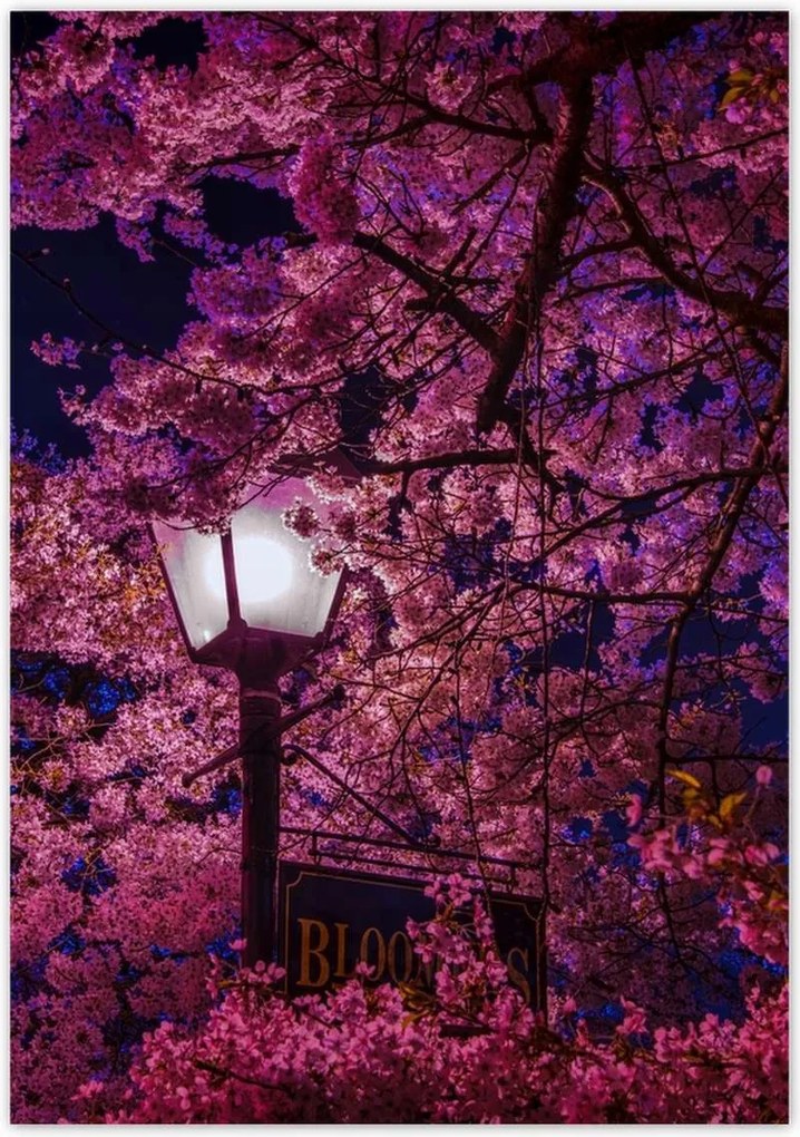 Poszterek 70x100 Mély éjszaka Lámpa Virágok