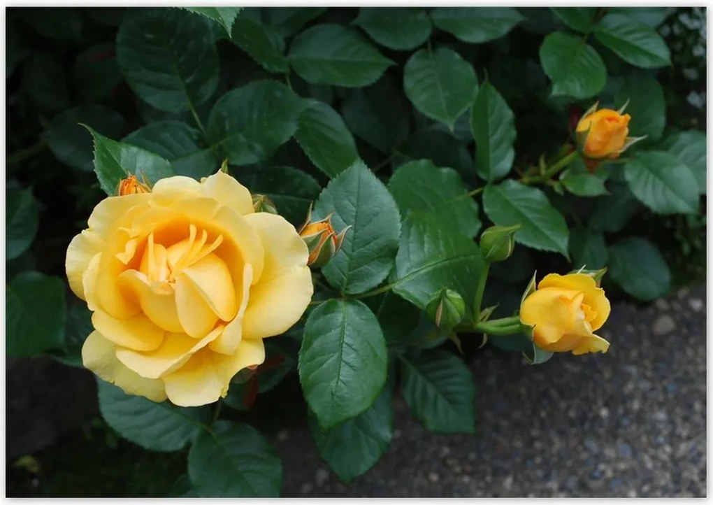 Poszterek 100x70 Sárga rózsa