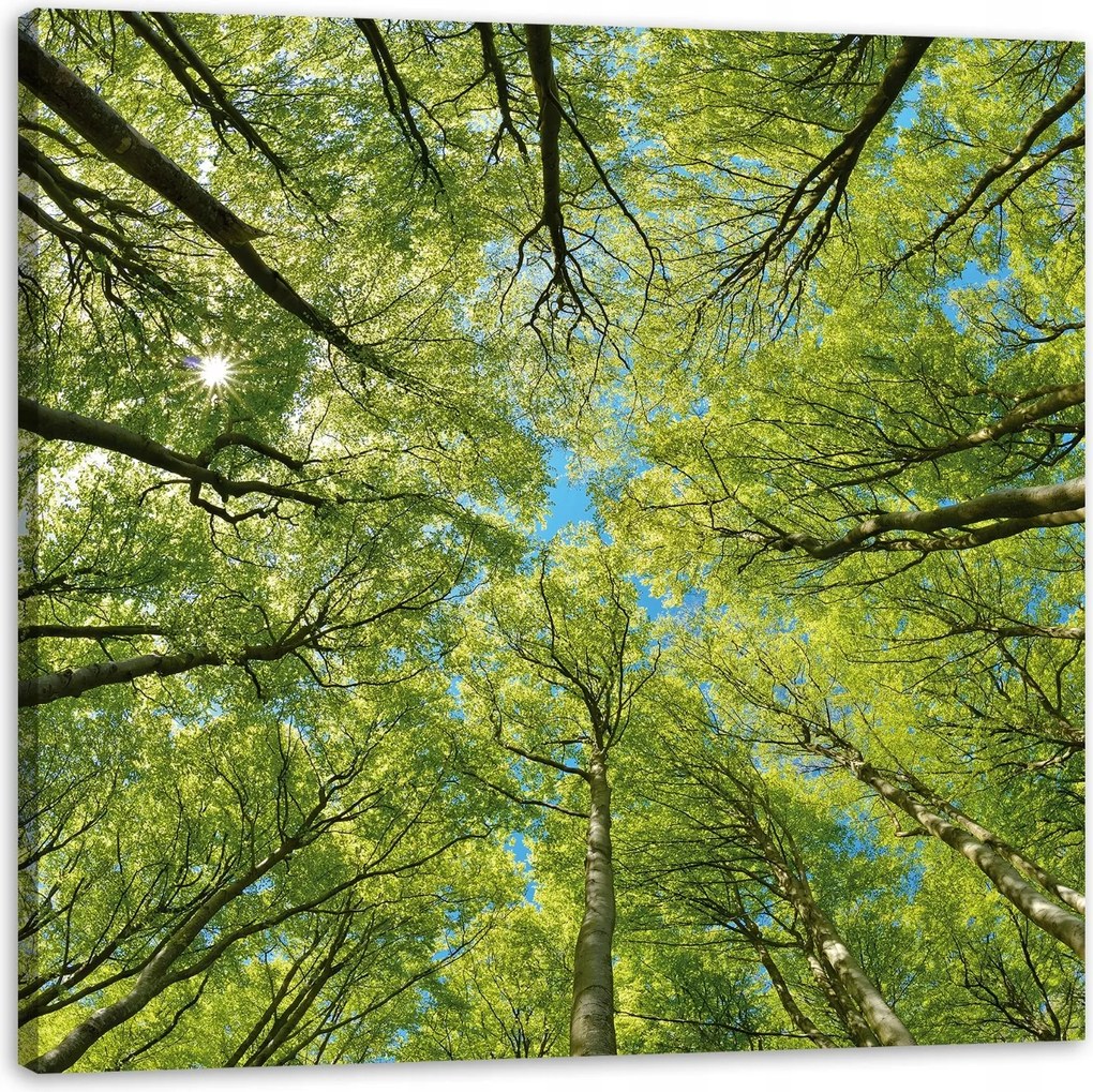 Vászonkép Levelek Fák Zöld Nap Ég 60X60 cm