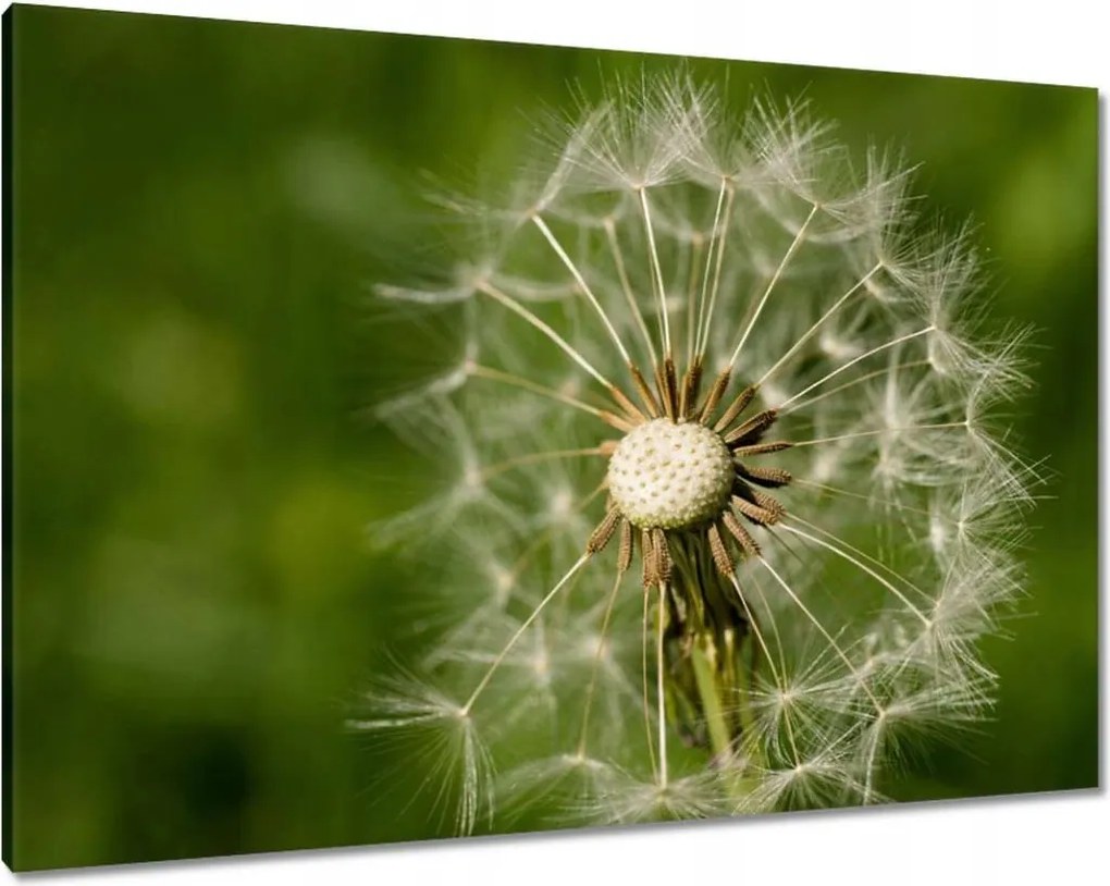 Vászonkép 100x70 Pitypang Virág Virágok