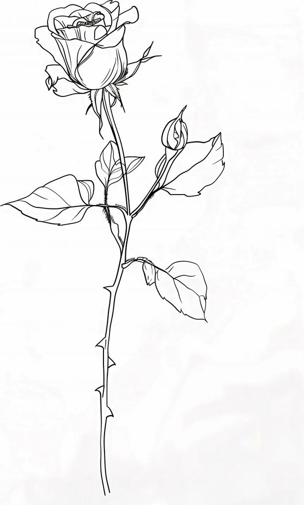 Poszter 64x90cm Rózsa kontúr