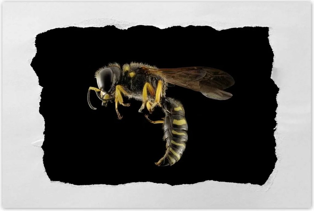 Poszterek 90x60 Darázs