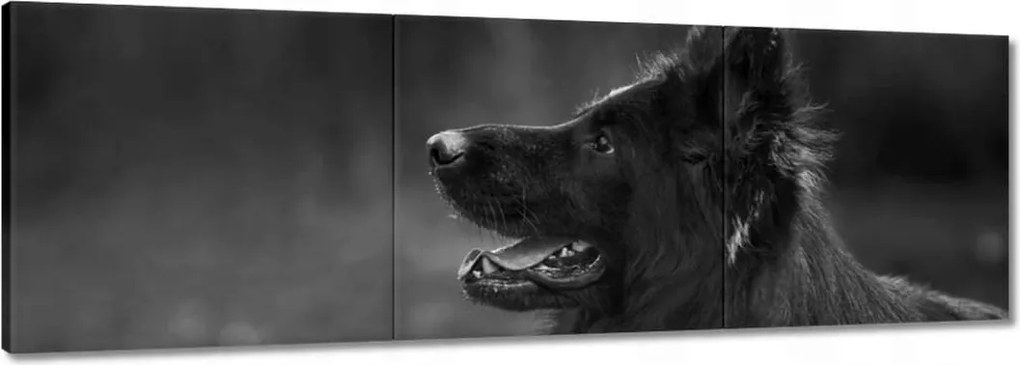 Vászonkép 90x30 Német juhászkutya