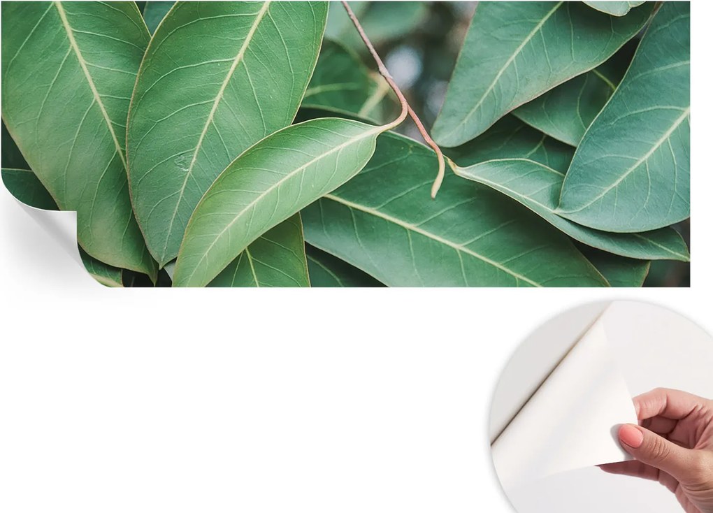 Design fali fotótapéta öntapadós zöld levelek 250x104 cm