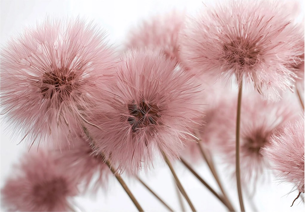 Fotótapéta Pitypang Rózsaszín Természet 3D Falra Hálószoba Nappali 400x280