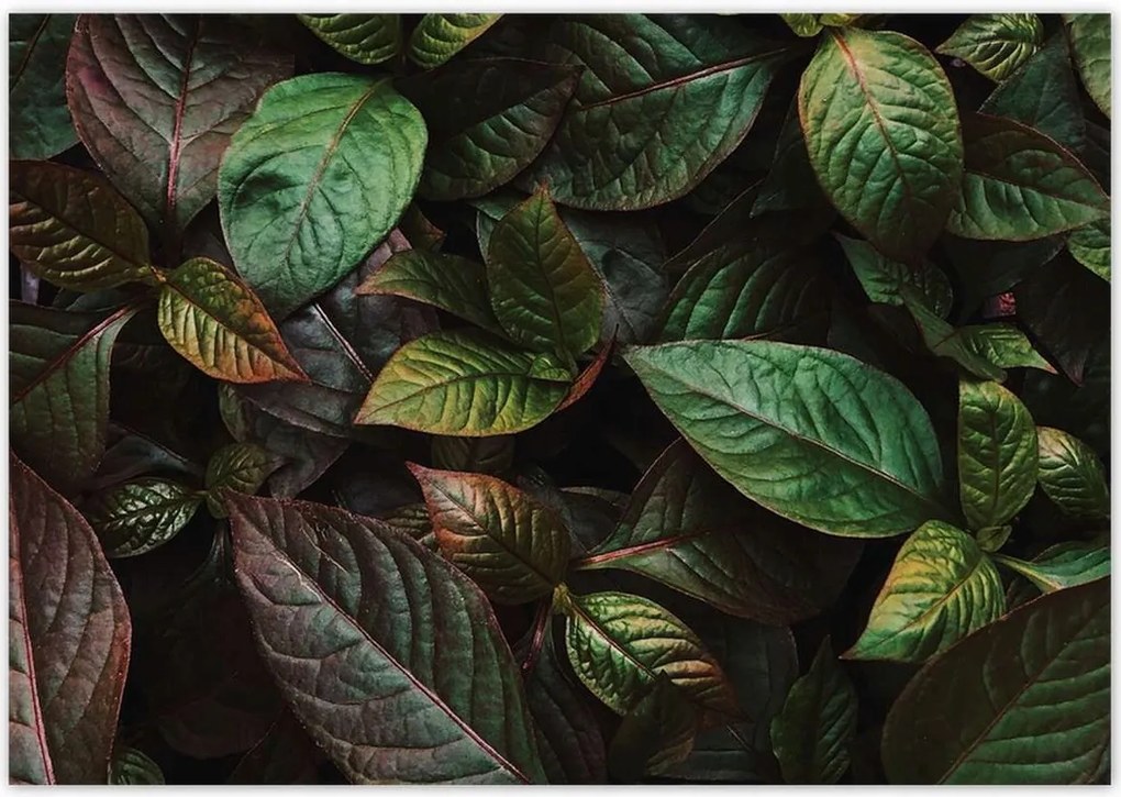 Poszterek 100x70 Trópusi levelek Levelek