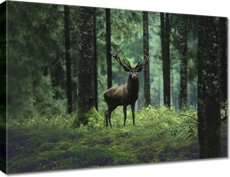 Vászonkép 70x50 Szarvas az erdő közepén