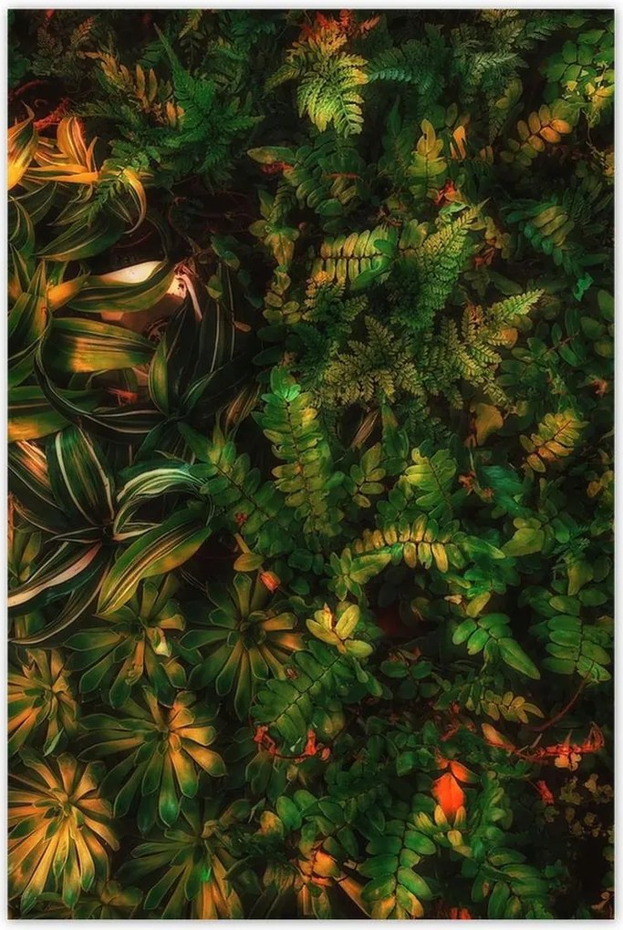 Poszterek 80x120 Trópusi levelek Levelek