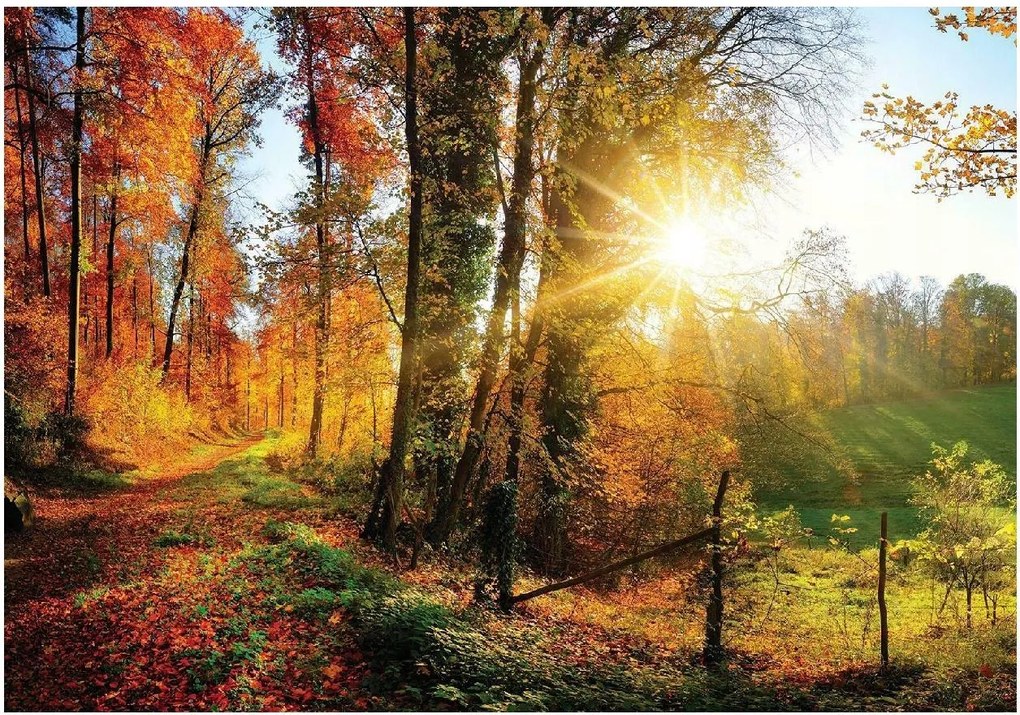 Fotótapéta Erdő 3D Fák Nap Természet Hálószoba Nappali Tapéta 368x254