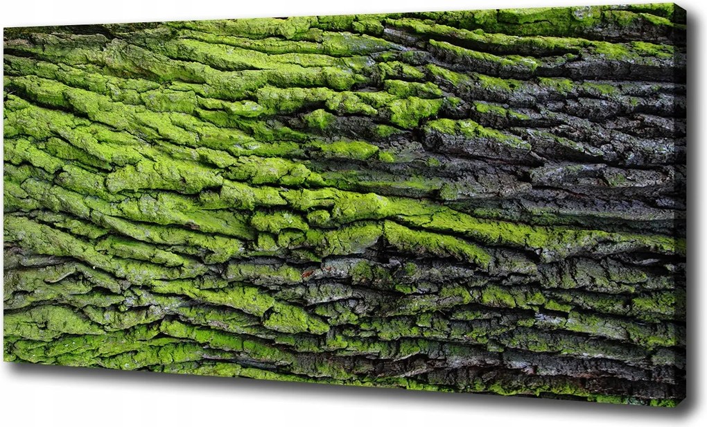 Canvas falikép Fa kéreg 120x60 cm