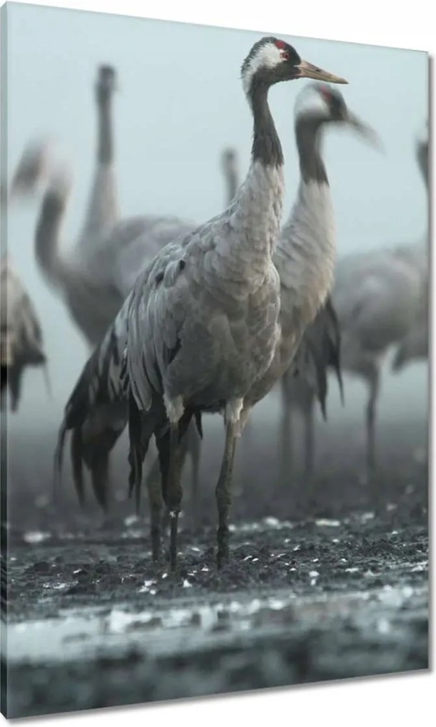 Vászonkép 70x100 Darvak a ködben