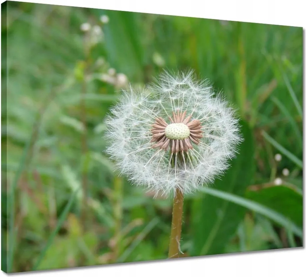 Vászonkép 50x40 Pitypang Virág Virágok