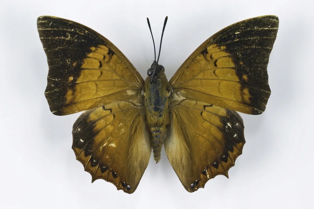 Poszter 30x20cm Pillangó fehér alapon 6, Assaf Frank