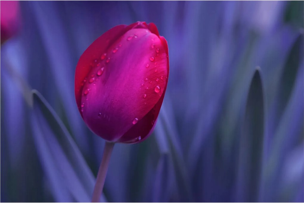 Tulipán bimbó képe (90x60 cm)