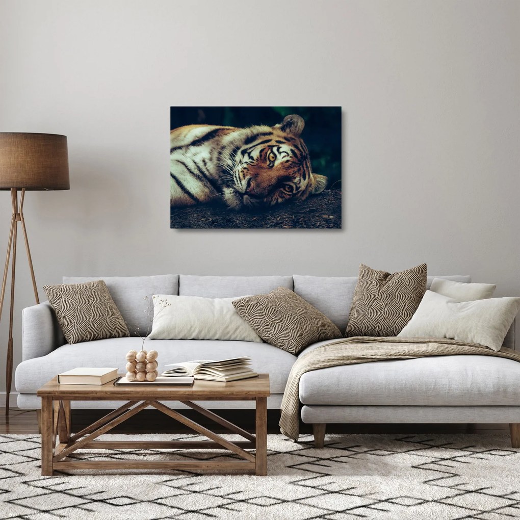 Kép - Szibériai tigris (üvegen) (70x50 cm)