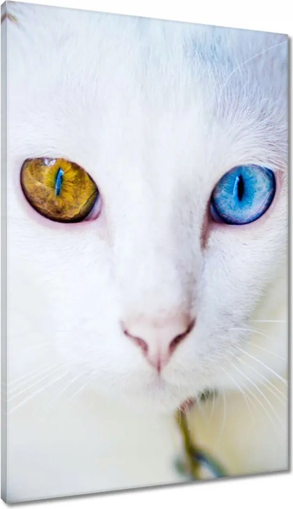 Vászonkép 60x90 Macska mesés szemekkel