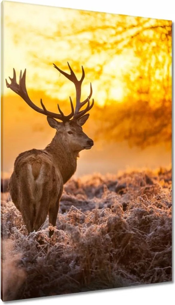 Vászonkép 80x120 Szarvas napfelkeltekor