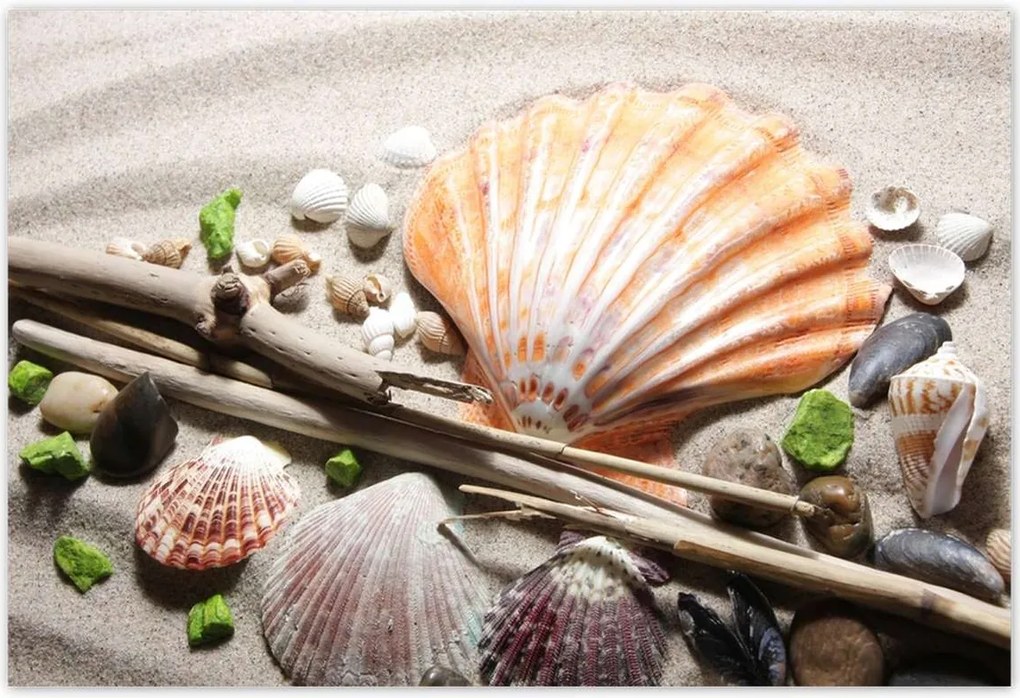 Poszterek 185x125 Kagylók a balti tengerpartról
