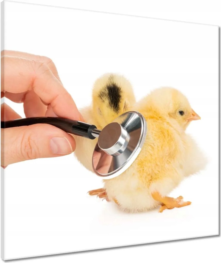 Vászonkép 60x60 Kis sárga csirkék