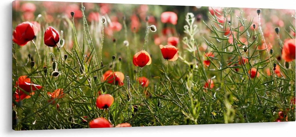 Pipacsok képe (120x50 cm)