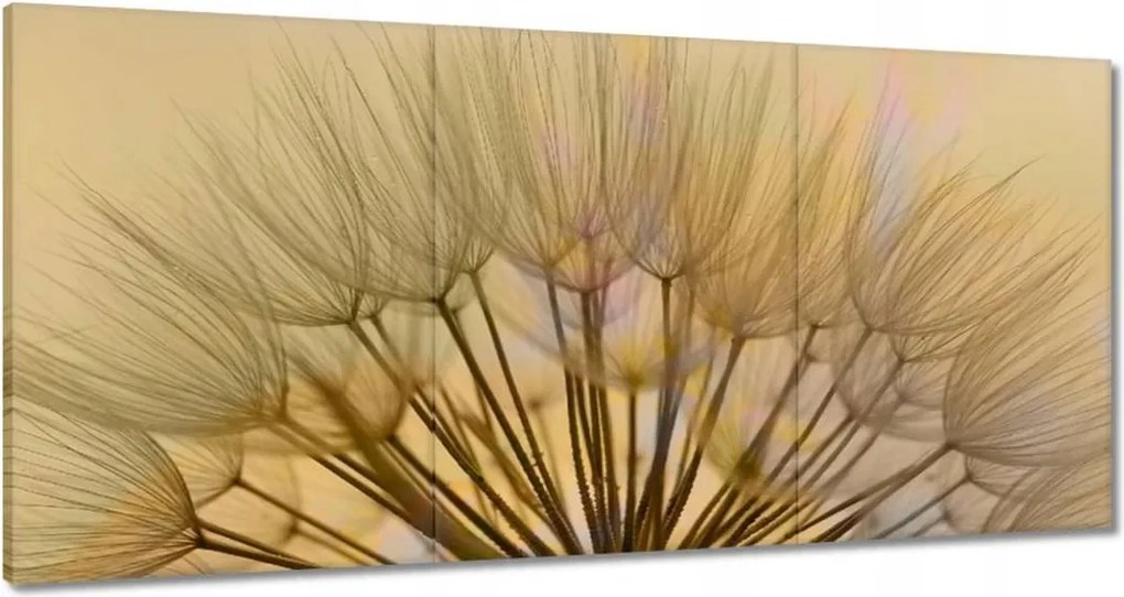 Vászonkép 180x90 Pitypang Virág Virágok