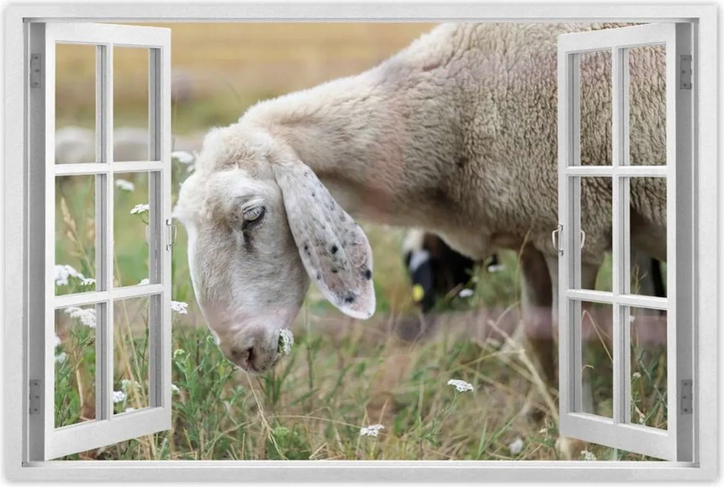 Poszterek 90x60 Bárány a legelőn